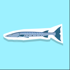 barracuda