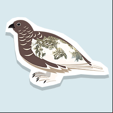 ptarmigan
